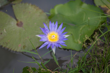beautiful lotus flower in pond
