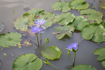 beautiful lotus flower in pond