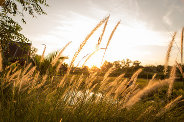blur and soft silhouette of grass flowers (poaceae) with soft golden light, grass flowers in natural with blurred background,abstrat background