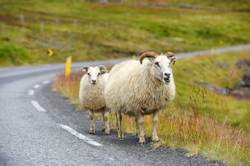 Obraz premium Photo of Icelandic sheep crossing a road, Iceland, Europe.