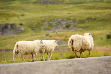 Obraz premium Photo of Icelandic sheep crossing a road, Iceland, Europe.