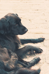 liegender schwarzer Labrador Hund auf einer hell gepflasterten Straße