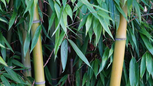 Evergreen Bambusa Plants  With Golden Bamboo Stem And Green Leaves Close Up. Also Known As Common Bamboo.