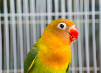 Golden conures red beak,Red-fronted Kakariki parakeet,yellow and green parrot bird