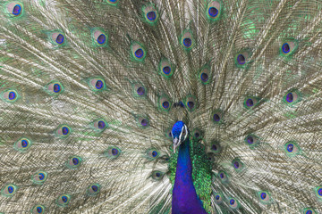Obraz premium India peacock with tail feathers spread,elegance body,beautiful pet,god animal,male sex
