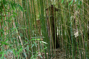 Obraz premium Bamboo Forest