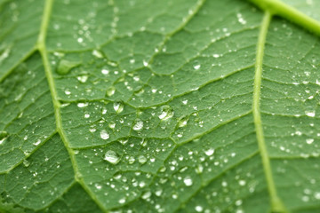 Texture of green leaf with water drops, closeup