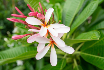 White plumeria and Pink plumeria  flowers bouquet have yellow pollen and green leaf blooming on plant,tropical flower,mix colors,beautiful