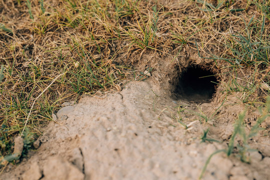 A small hole in the ground. Mole hole in the steppe. An old dug hole in a field