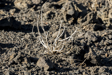 Close view dried plant on black soil
