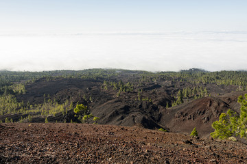 Volcanic soil with evergree forest