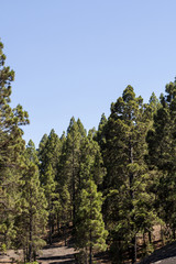 Evergreen forest with clear sky