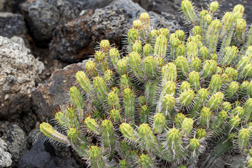 Thorny cactuses growing on stones