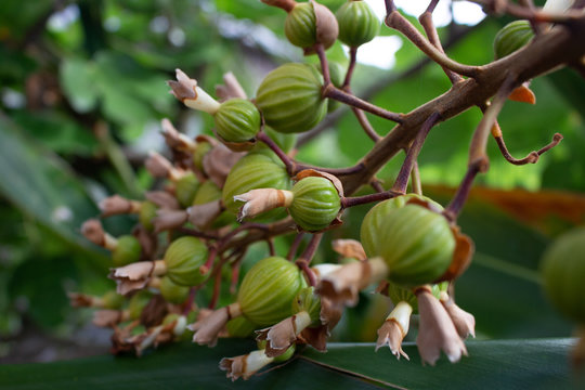 Shell ginger seed pods