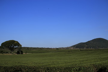 제주에 있는 "오설록" 녹차밭 풍경이다.