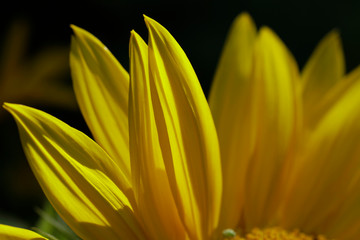 Blätter einer Sonnenblume als Makro