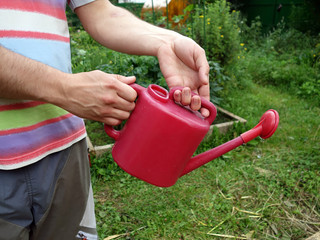 Red garden watering can, men's hands holding a garden watering can