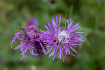 Beautiful Purple Flower Closeup Top View