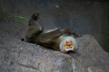 The monkey is sleeping happily