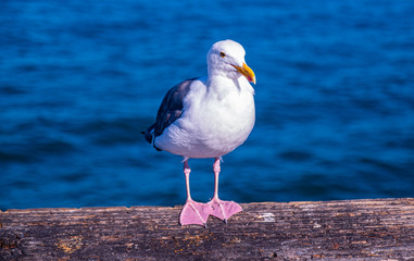 Sunset time at Newport Beach CA