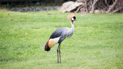 Black Crowned Crane in the Zoo