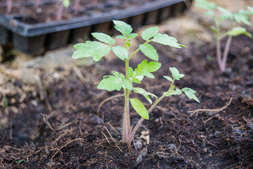 Planting tomato seedlings 