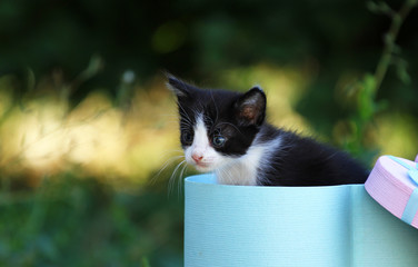 Cute little black and white kitten in a gift box, sweet kitty