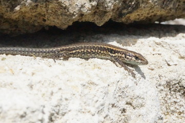 lézard des murailles sortant d'un rocher - reptile