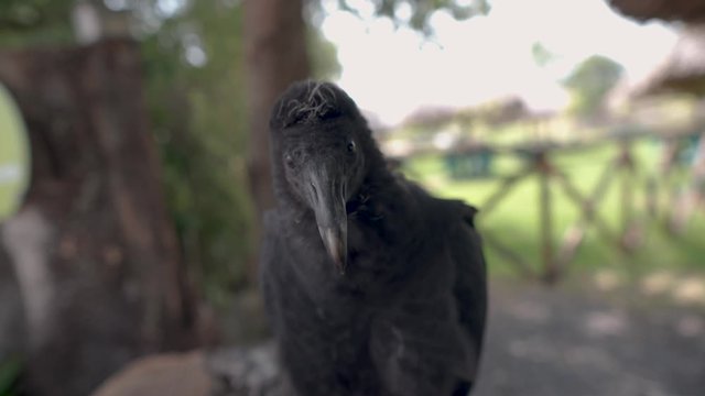black vulture poses in a close up
