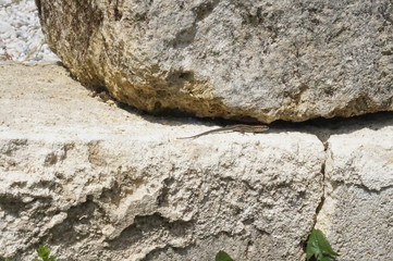 lézard des murailles sur rocher - podarcis muralis
