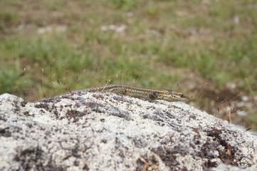 lézard des murailles sur rocher - podarcis muralis