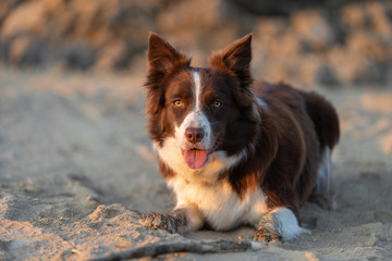 primo piano cane © cristiano