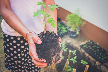Hands holding new growth plant-dark background