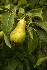 Close-up with natural pear with raindrops