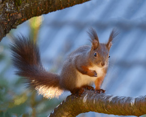 Squirrel on a branch