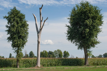 coltivazione di mais in campagna