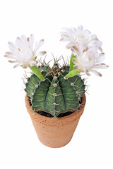Gymnocalycium white flower cactus in clay pot with isolated on white background