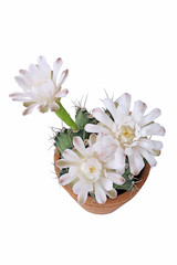 Gymnocalycium white flower cactus in clay pot with isolated on white background