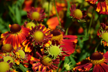 Red helenium flowers blooming under sun rays in garden