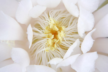 Obraz na płótnie Canvas Bloom white flowers cactus with on full background