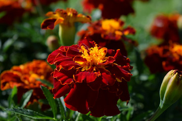 Red marigold flowers in the garden on a sunny day