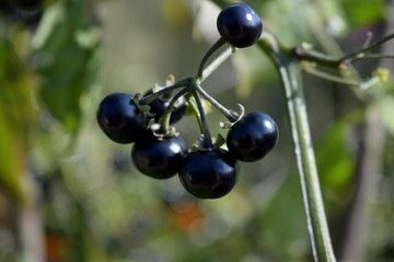 Sunberry ripening on a branch of shrub