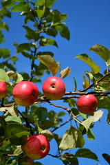Red apples ripening on the branches of the tree under the sun rays in the garden