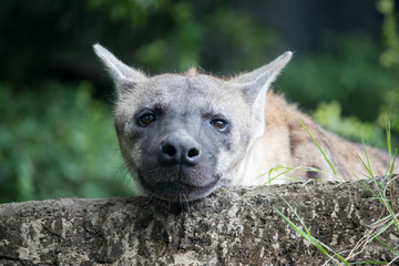 Hyenas is relaxing.
