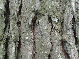 Pine bark texture with moss.