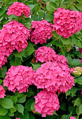 The blossoming hydrangea of color a fuchsia (Hydrangea L.)