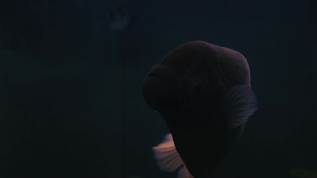 Close-up, Big Fish Osphronemus goramy Dropping to the bottom of a dark aquarium