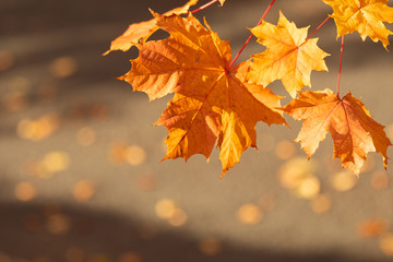 Naklejka na ściany i meble Beautiful autumn yellow and orange dry leaf stand alone on natural golden bokeh background