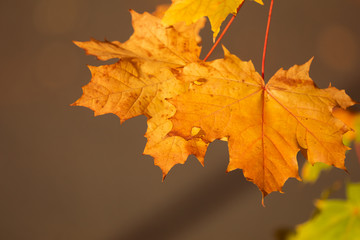 Beautiful autumn yellow and orange dry leaves on natural golden bokeh background