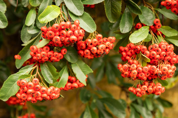Selective focus close up colorful of many bright red berries or bearberry cotoneaster
